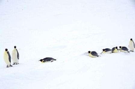 8羽のコウテイペンギンが昭和基地へ来訪しました①