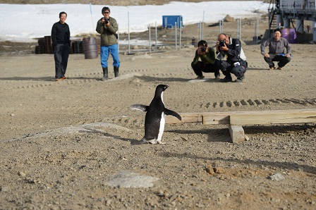 休みの日に現れるとみんな集まって撮影会。ペンギンはモデル気分…なのかな？