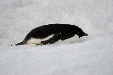 近くに人がいようが眠ければ寝る これがペンギンの掟。