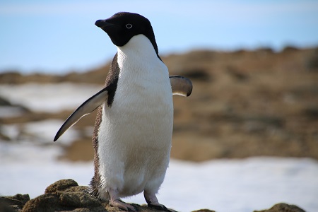 すぐ近くにまめ島というルッカリーがあるせいか、ペンギンを何羽も見かけました。