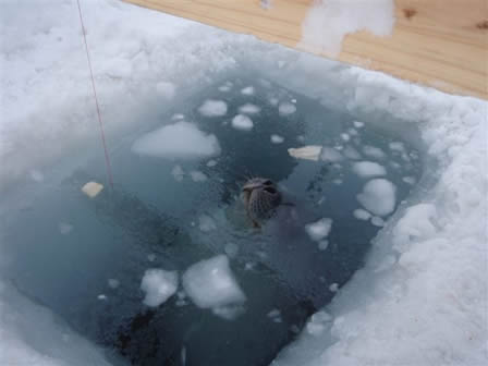 釣りをするために開けた穴からアザラシの顔が！