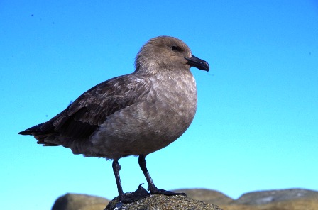 トウゾクカモメ ペンギンの巣のまわりで卵や雛を狙っています