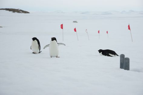 作業現場近くに現れた3匹のアデリーペンギン