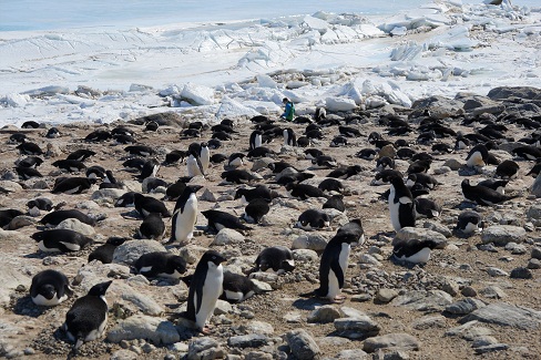 昭和基地では、ペンギンの個体数や抱卵している巣の数を調査し、各場所にいるペンギンの総数の移り変わりをモニタリングしています。今回はその支援としてペンギンの巣（ルッカリー）へ出かけた時の調査の様子。これ全部数えるんです。