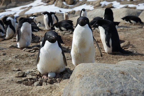 意外と難しい、アデリーペンギンのベストショット。アイライン（目の周りの白いところ）は白い産毛になっていて、視点がずれると目つきの悪いペンギンの写真になってしまう事が多いです。
