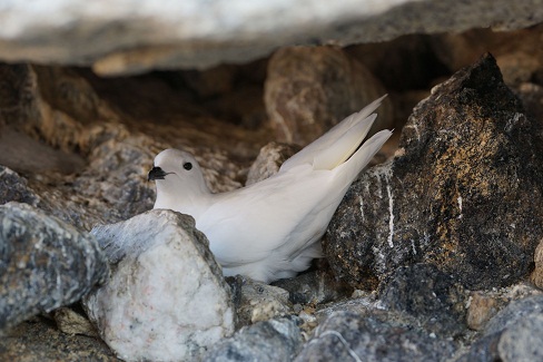 目とクチバシ以外はまっ白な鳥、ユキドリ。この写真では見えないのですが、奥に卵を温めているパートナーのため、勇気を出して外敵から守っていると思われます。