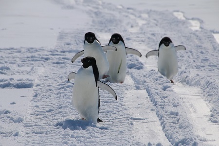 雪上車の轍を歩くペンギン。雪上車を見ても気にせず歩いて来ます。