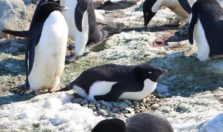 抱卵するアデリーペンギン。産卵のピークは11月19日頃ということでまだ卵を温めているペンギンは少なかったです。