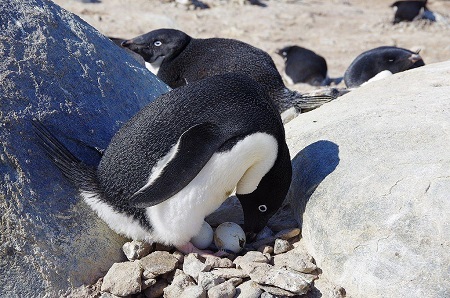 卵を抱くアデリーペンギン