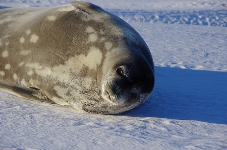 海氷上のウェッデルアザラシ