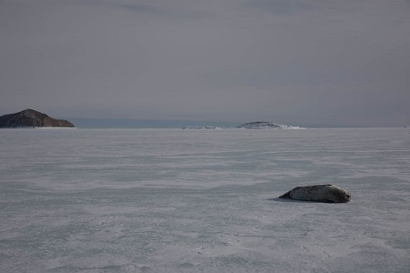 海氷上にはアザラシの姿を見ることが多くなりました