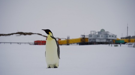 昭和基地とコウテイペンギン①