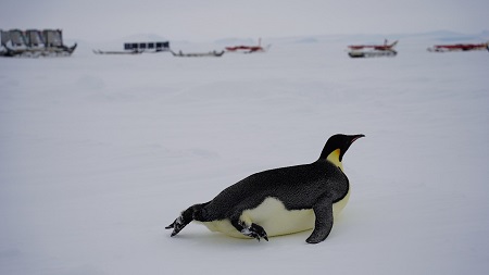 昭和基地とコウテイペンギン②