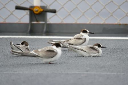 ヘリ甲板に止まるナンキョクアジサシ