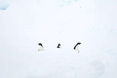ペンギン
