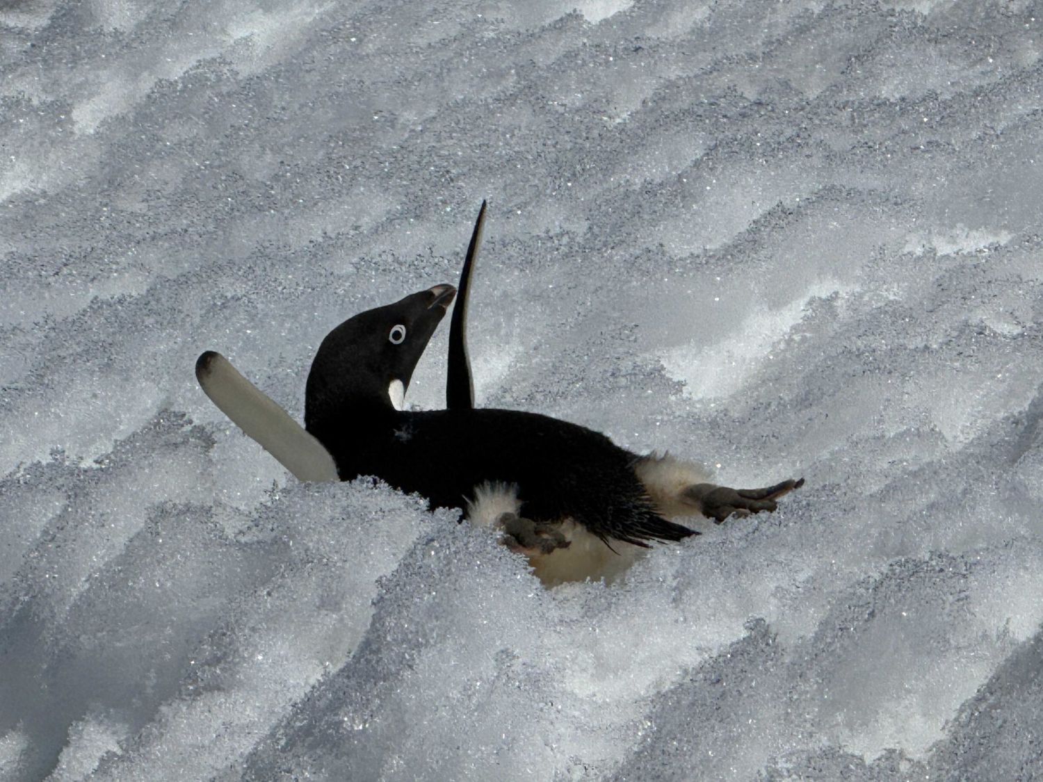 雪上で周囲をうかがうペンギンの写真