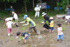 田植え（5月）